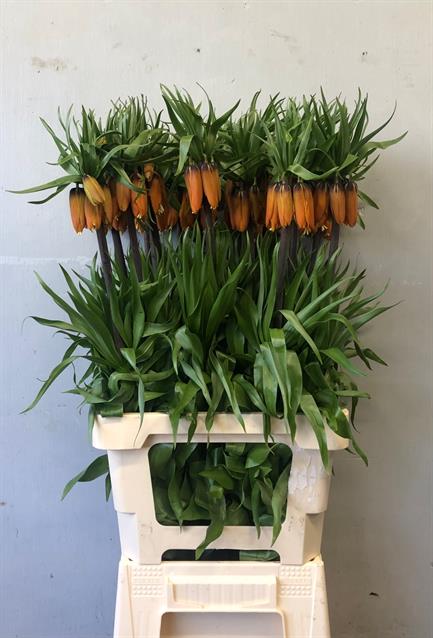 Bild på Fritilaria Aurora