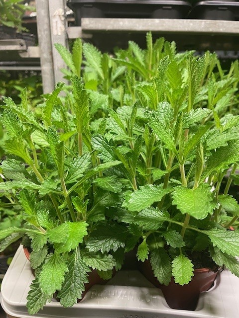 Bild på Verbena Bonariensis D13 X 8 Gustafslund