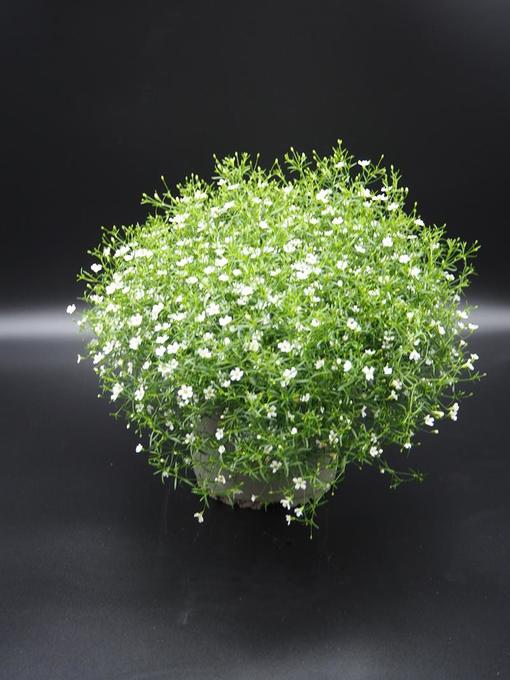 Bild på Krukväxter Gypsophila Muralis Vit *6