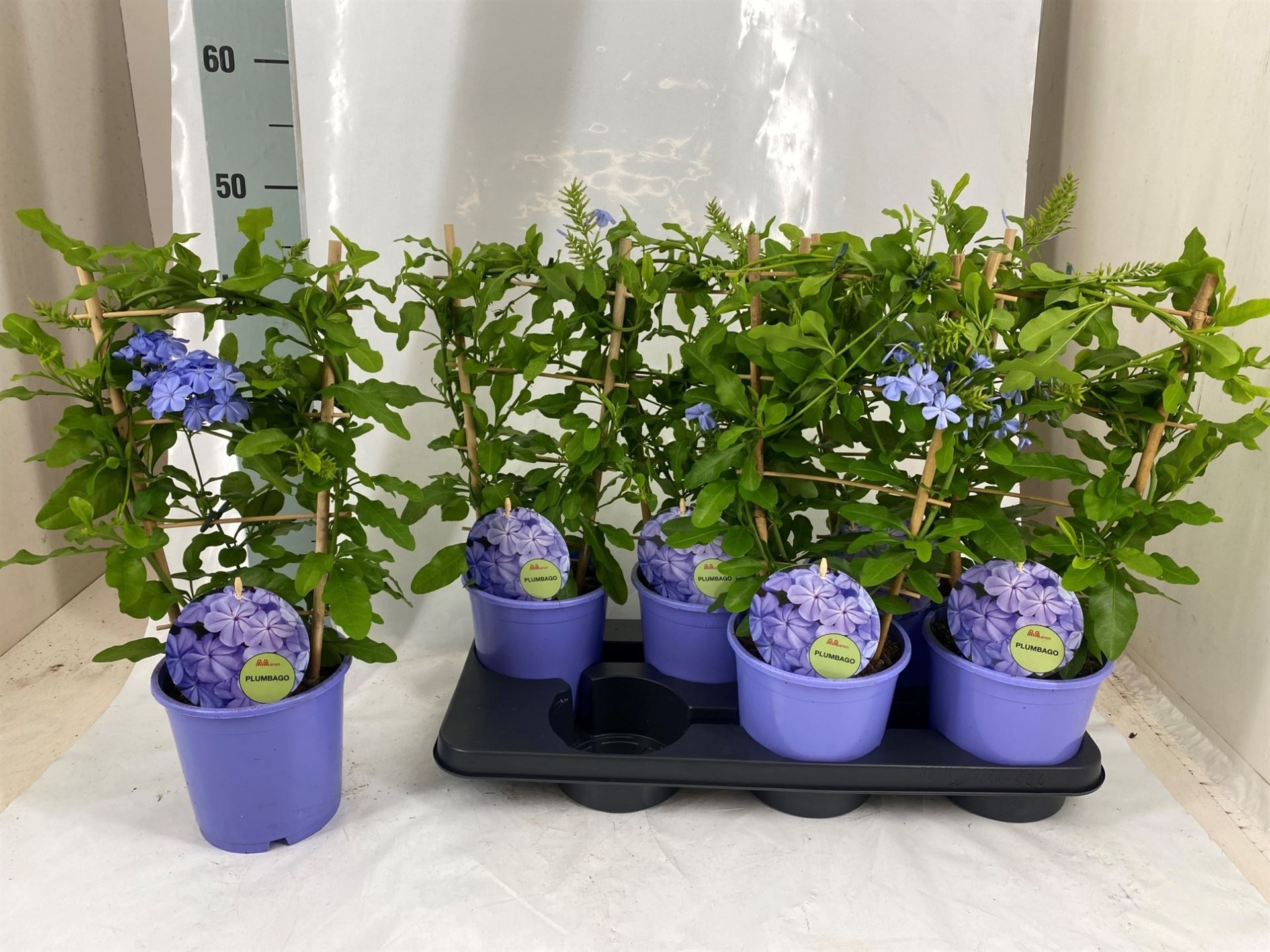 Bild på Plumbago/Blyblomma D15 X 6 Spalje