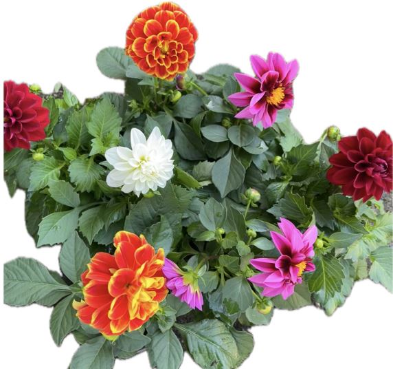 Bild på Dahlia D10,5 X 10 Gustafslund