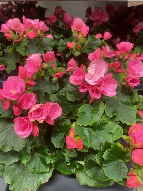 Bild på Begonia Betulia D12 X 8 Mariestad