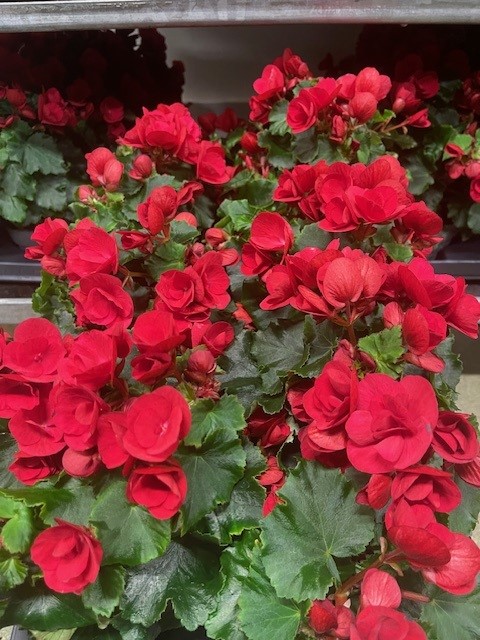 Bild på Begonia Betulia D12 X 8 Mariestad