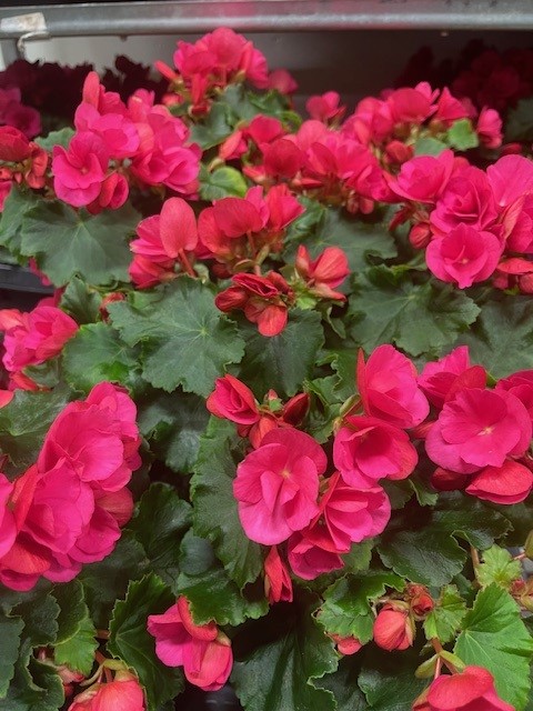 Bild på Begonia Betulia D12 X 8 Mariestad