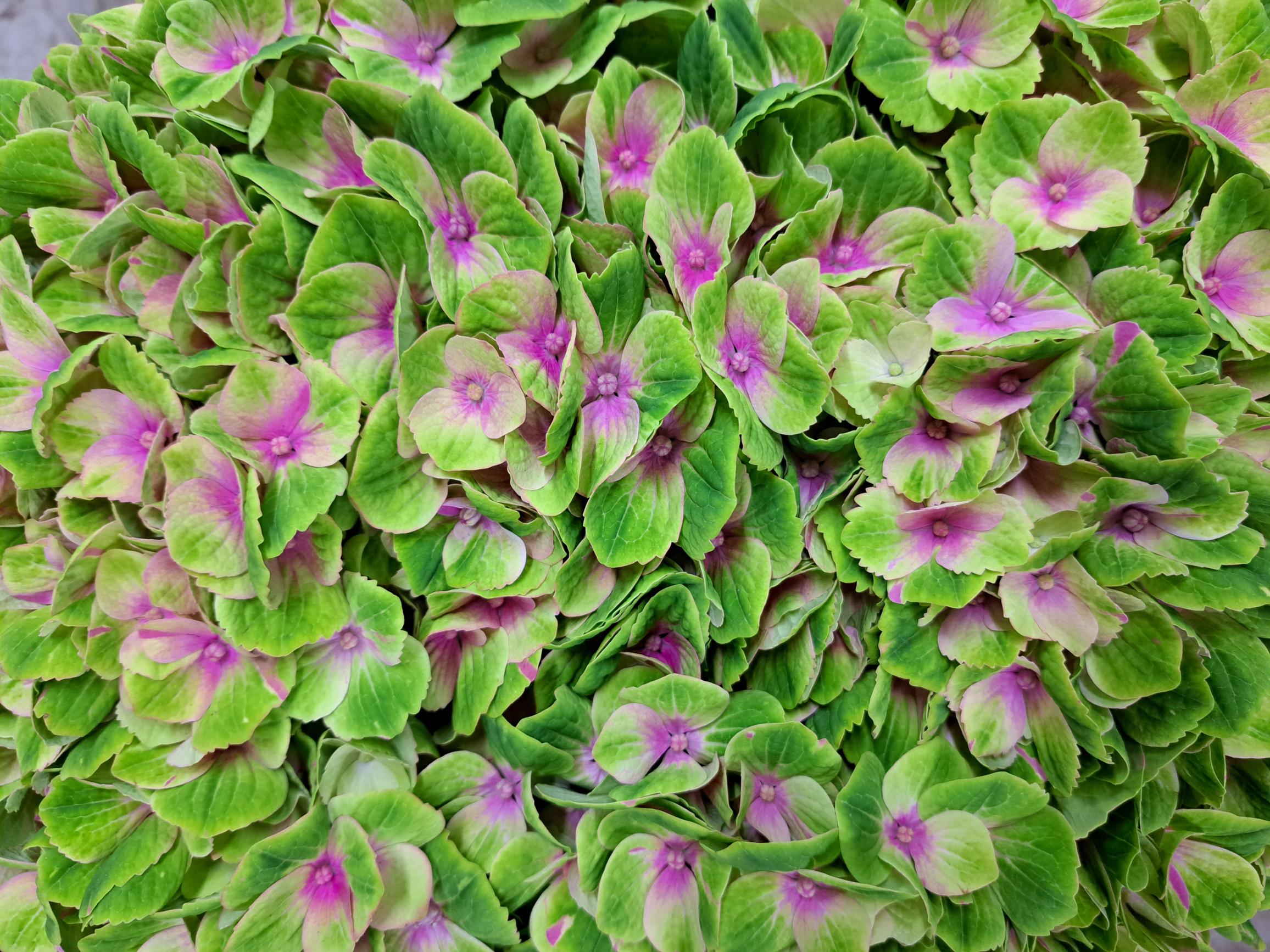 Bild på Hortensia Magical Amethyst