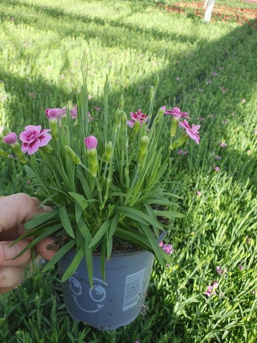 Bild på Krukväxter Dianthus Pink Kisses *14