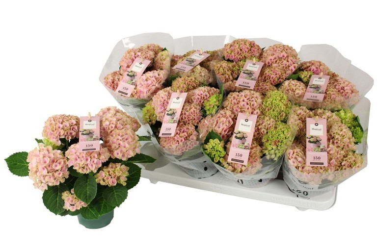 Bild på Krukväxter Hortensia mag. Revol *8 NL