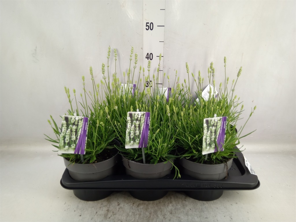 Bild på Lavendel Angustifolia D17 X 6 Alba