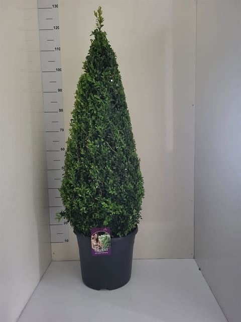 Bild på Buxus Pyramid D31 X 1