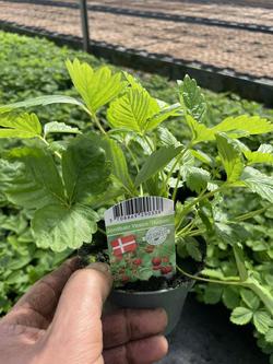 Bild på Smultron Planta D11 X 15 Fragaria Vesca