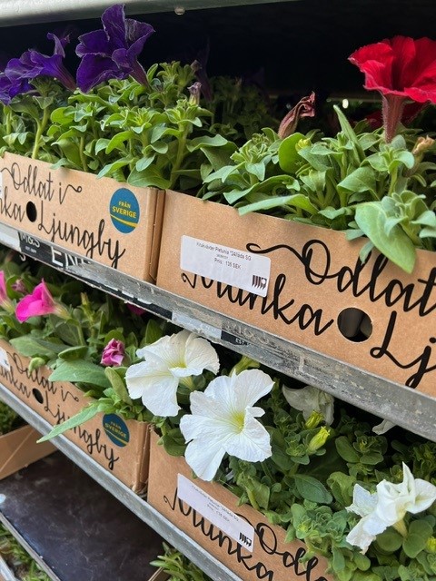 Bild på Krukväxter Petunia *24/låda SG