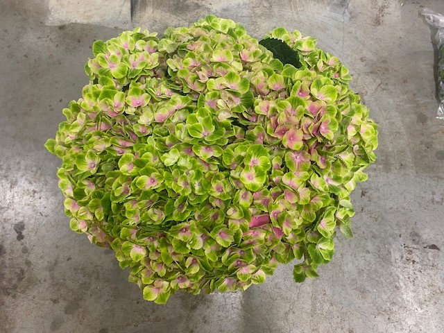 Bild på Hortensia Magical Amethyst