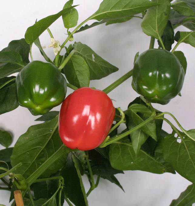 Bild på Paprika Plantor D11 X 12 Bendigo