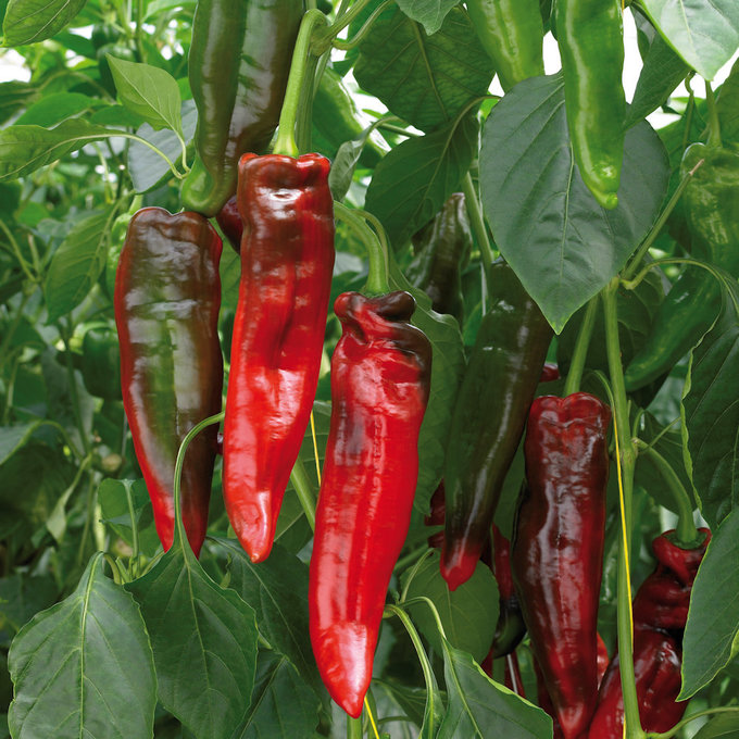 Bild på Paprika Plantor D11 X 12 Rubinne