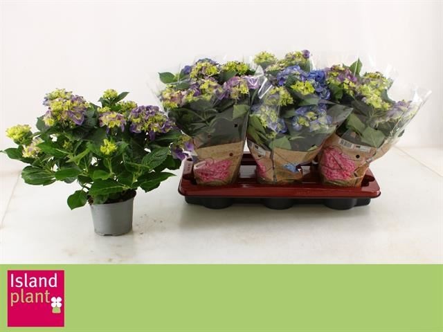 Bild på Hortensia 5-6+Gr D13 X 6 Early Blue