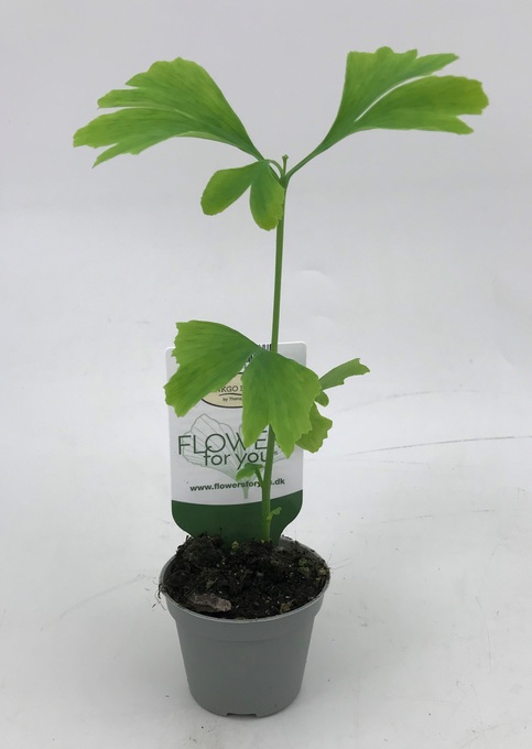 Bild på Krukväxter Ginko Biloba *12
