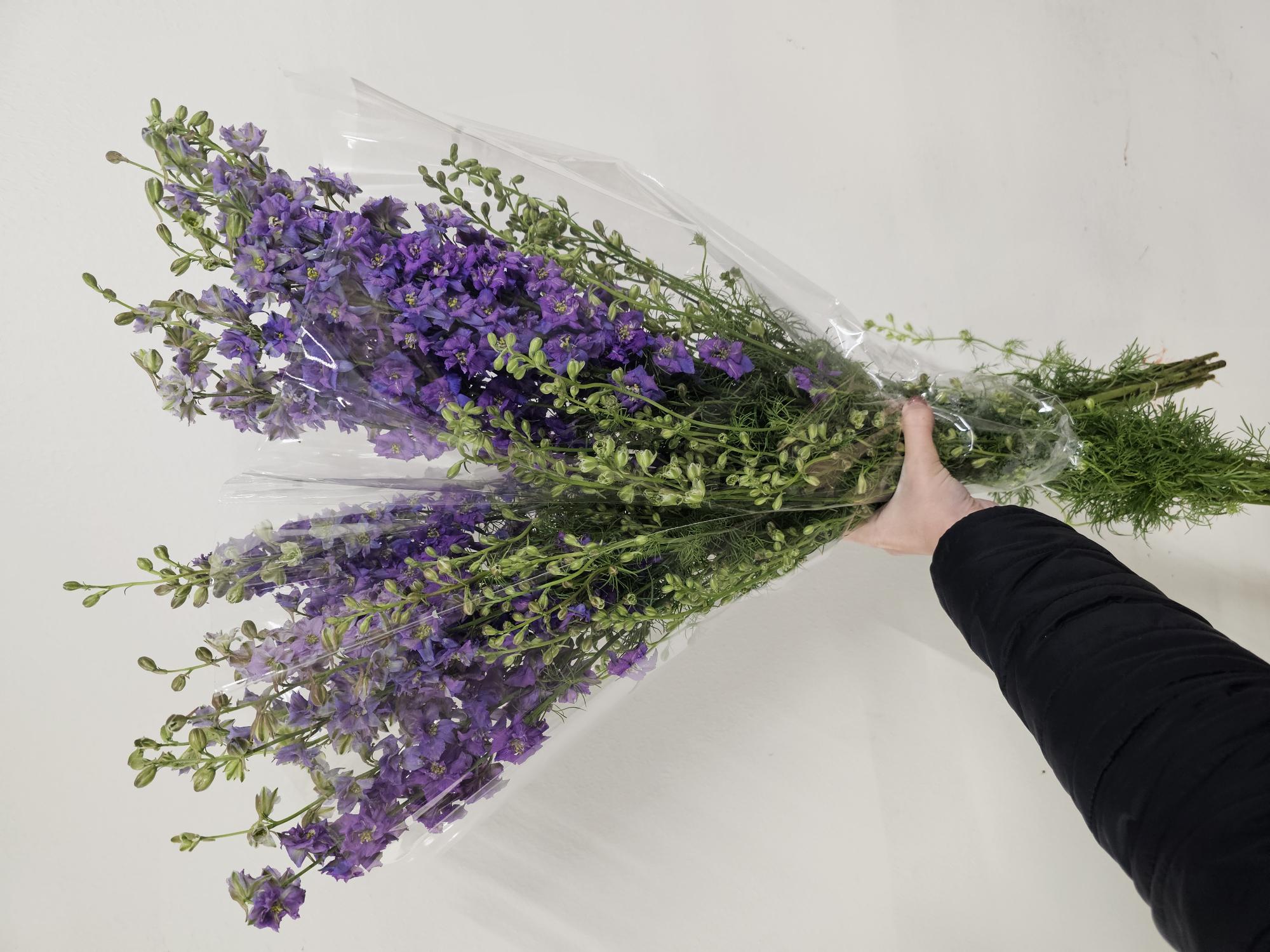 Bild på Delphinium Ajacis sommardelphinium