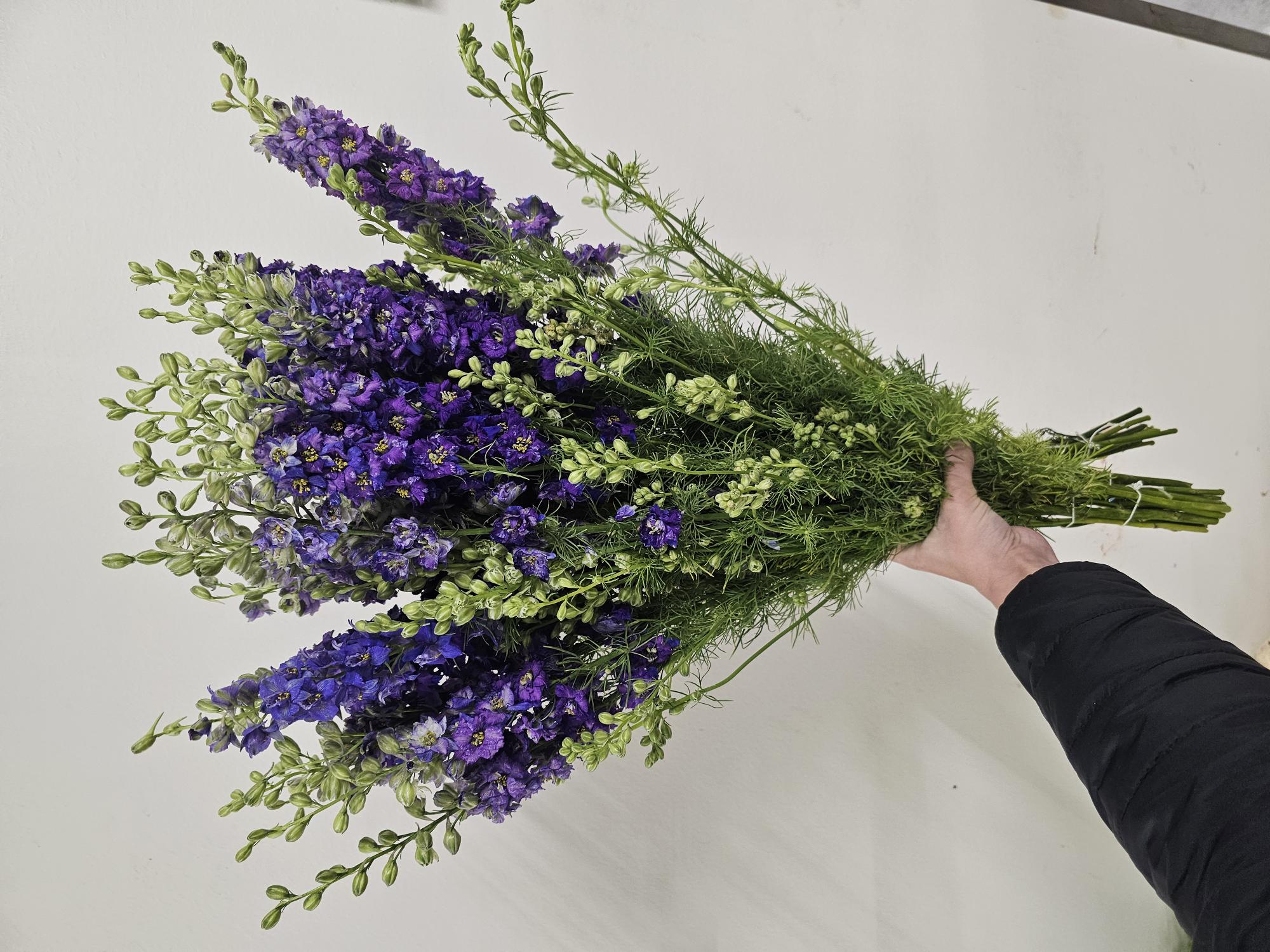 Bild på Delphinium Ajacis Sommardelphinum