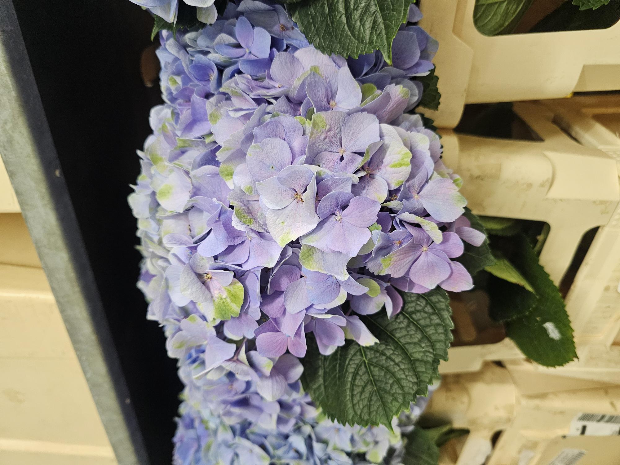Bild på Hortensia Mag Opal Milka