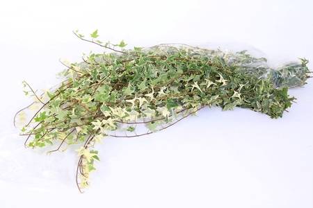Bild på Murgröna Rankor Hedera Variegated *10