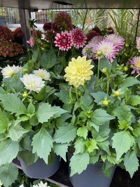Bild på Dahlia Hybrid D21 X 4