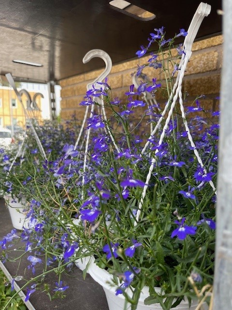 Bild på Lobelia Ampel D20 X 3 Mariestad