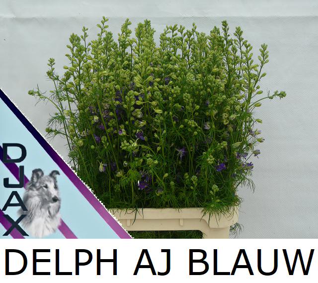 Bild på Delphinium Riddarsporre