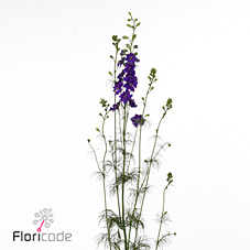 Bild på Delphinium Riddarsporre