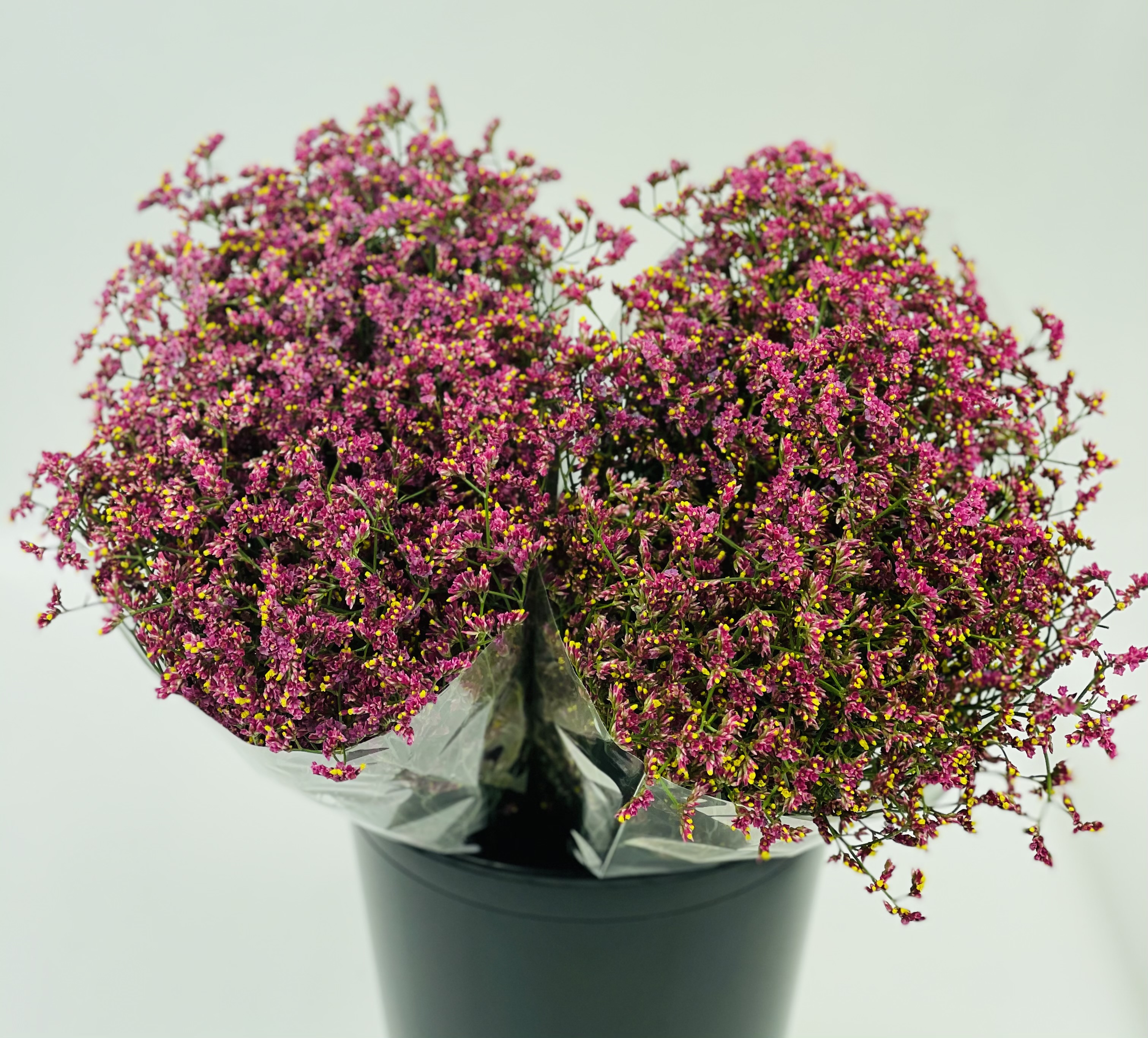 Bild på Limonium China red