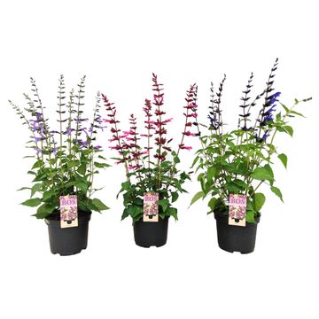 Bild på Salvia Saigoon D13 X 8 Mariestad