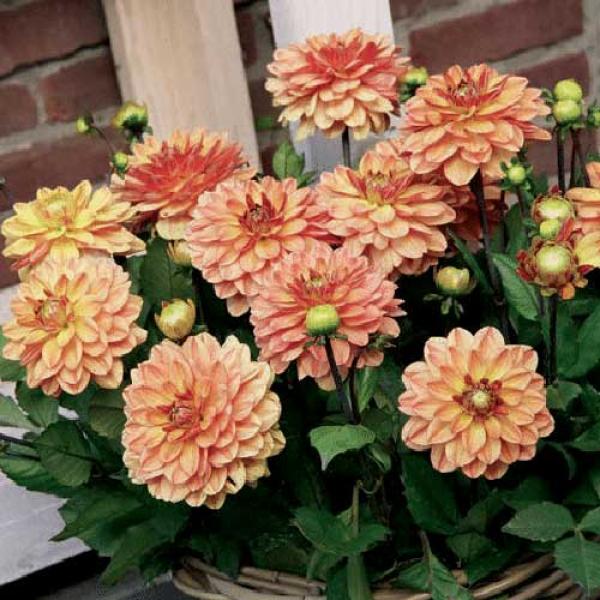 Bild på Dahlia D17 X 6 Peach