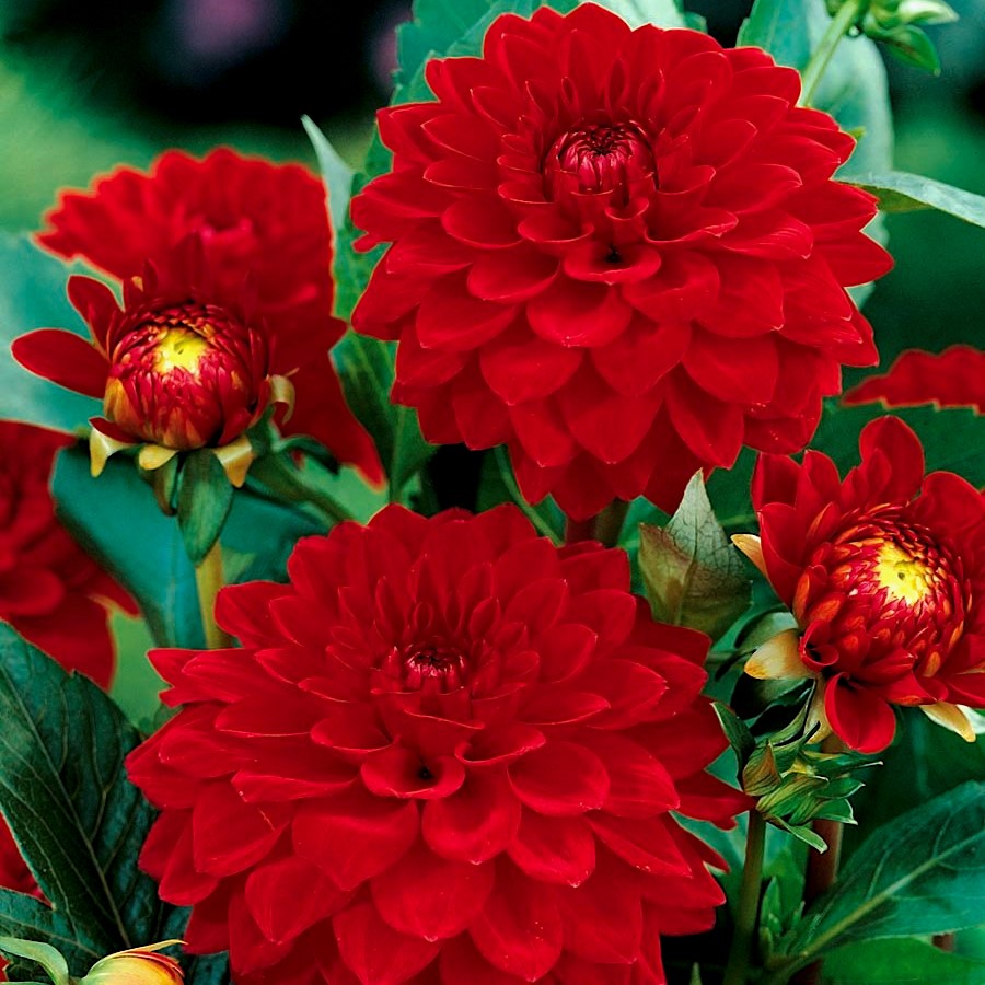 Bild på Dahlia D17 X 6