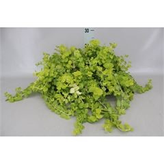 Bild på Lysimachia/Penningblad D12 X 8