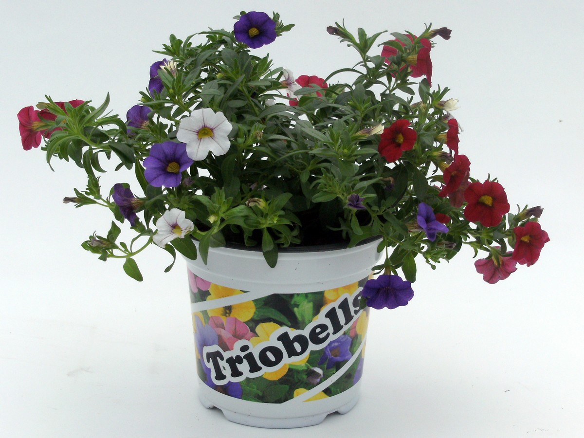 Bild på Petunia Million Bells D12 X 8 Trio