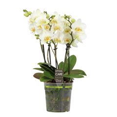 Bild på Phalaenopsis Bo 3-5Gr D12 X 6 Multi Optiflor