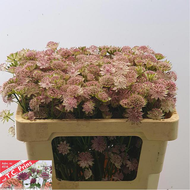 Bild på Astrantia Rosalee