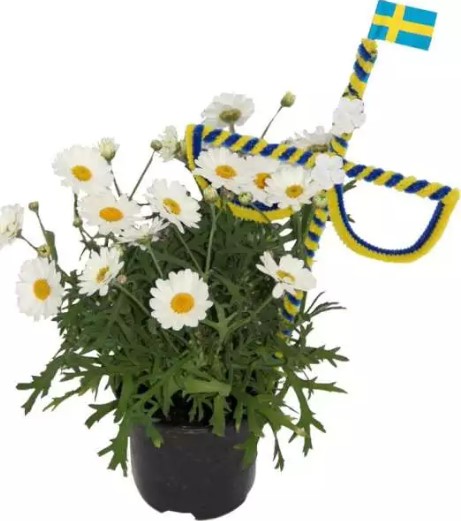 Bild på Krukväxter Marguriter Midsommar *12