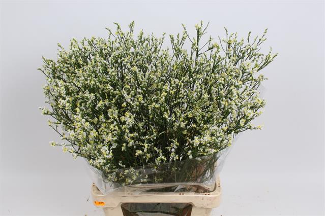 Bild på Limonium Diamond White