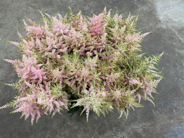 Bild på Astilbe Europa Ljusrosa