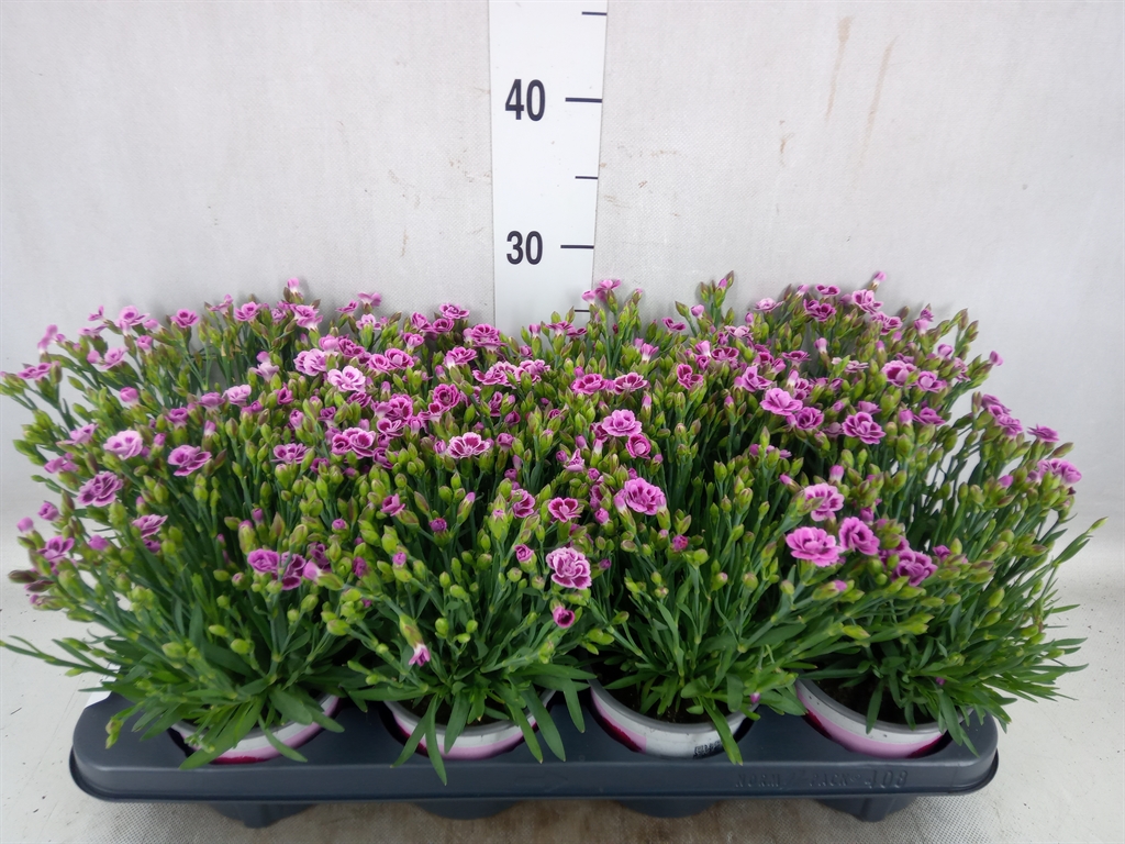Bild på Krukväxter Dianthus Pink Kissis *8