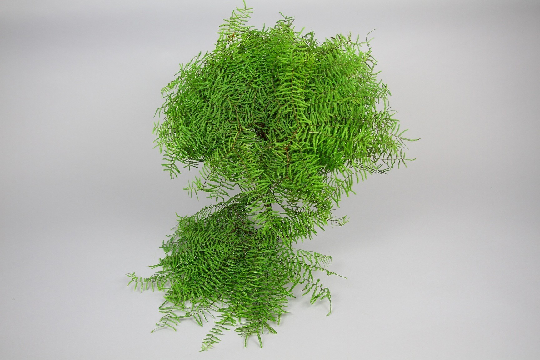 Bild på Coral fern ( Gleichenia Dicarpa)