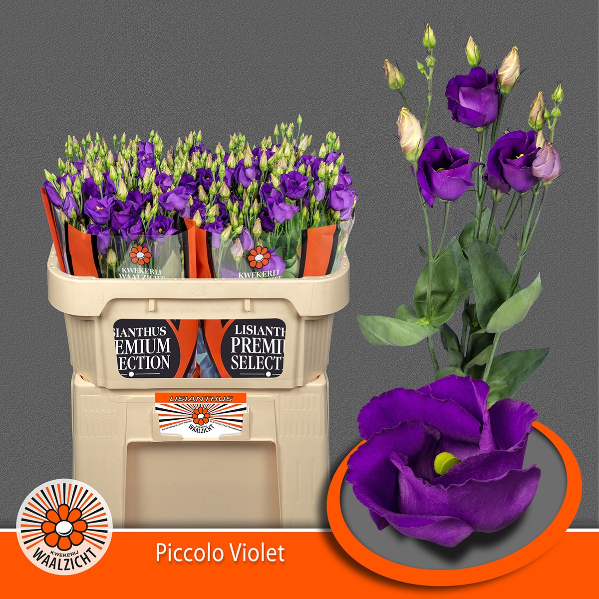 Bild på Lisianthus Piccolo Holland