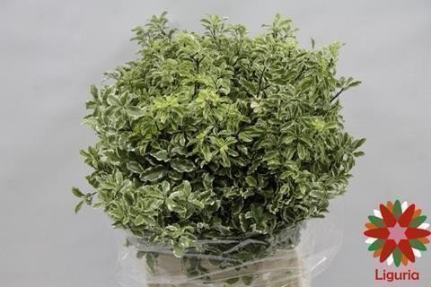 Bild på Pittosporum ondulatus nigra green 150g/bnt *1 IT