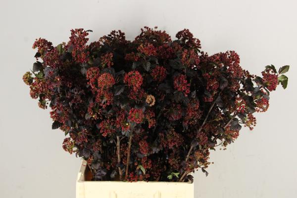 Bild på Physocarpus Diabolo (Spirea)