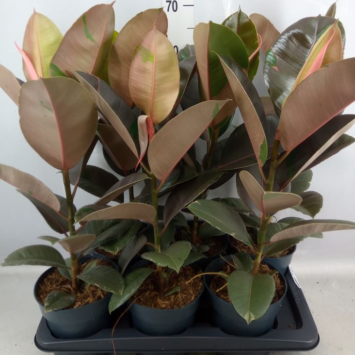 Bild på Ficus Elastica D17 X 6 Pink Camouflage