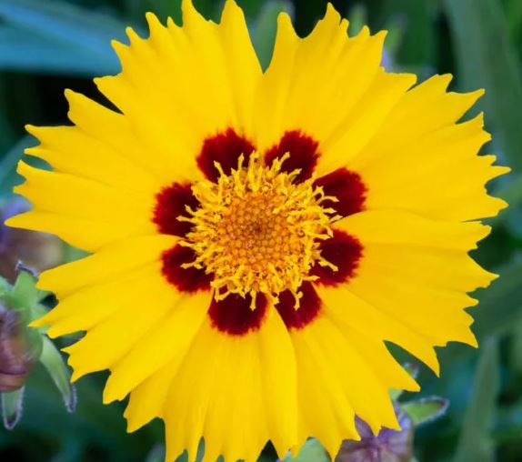 Bild på Coreopsis Sunfire D12 X 10 Mariestad