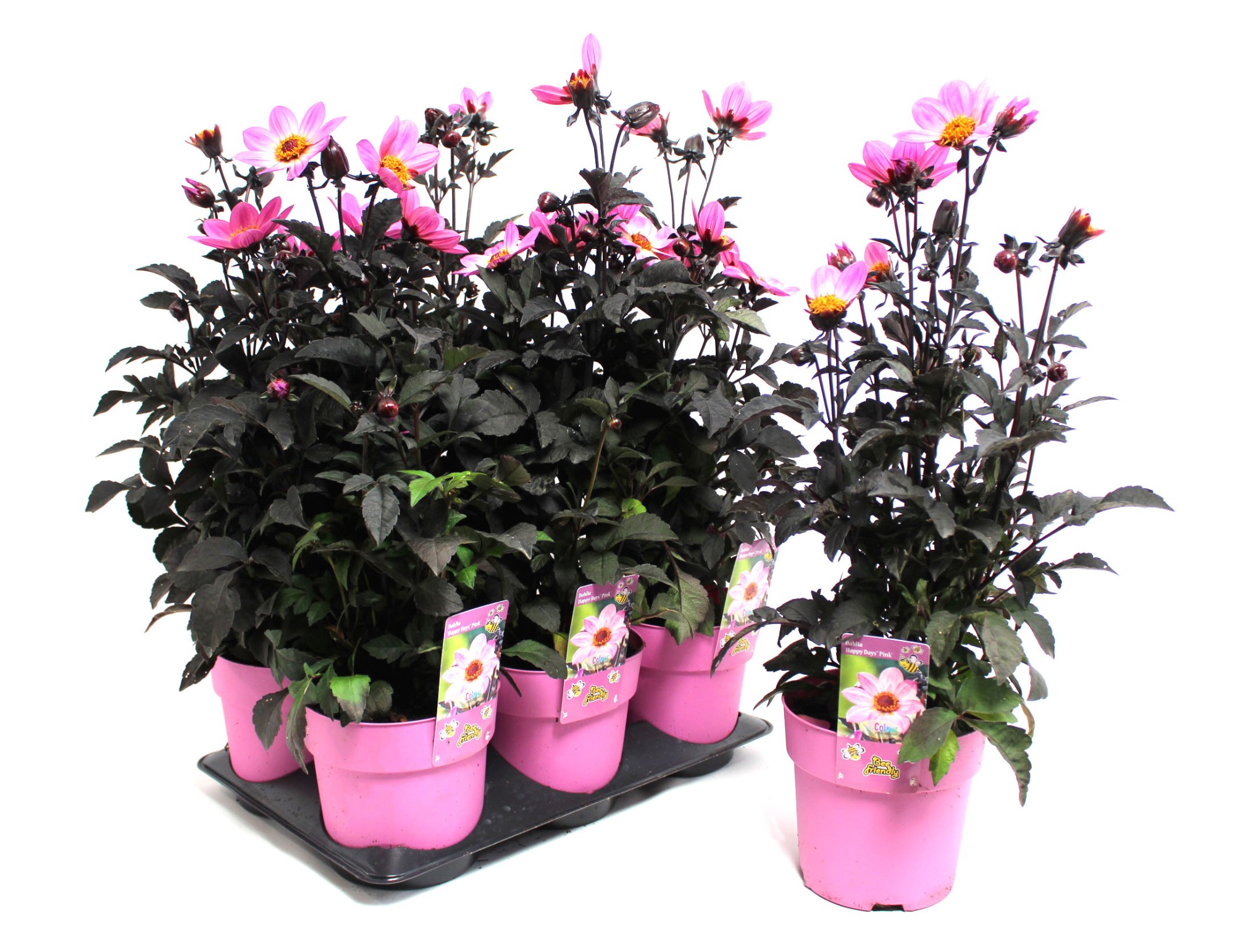Bild på Krukväxter Dahlia Happy Days Pink *6
