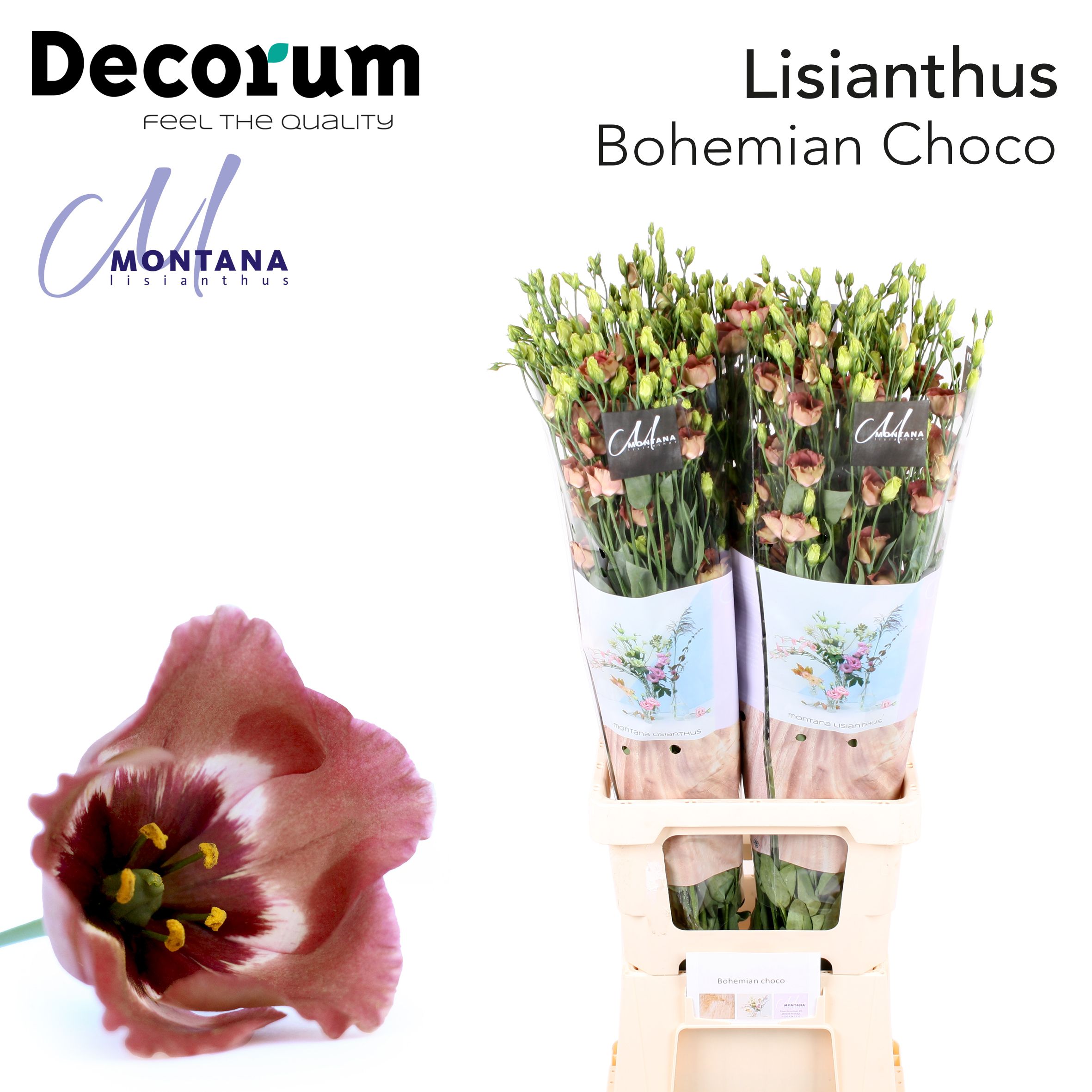 Bild på Lisianthus Bohemian choco