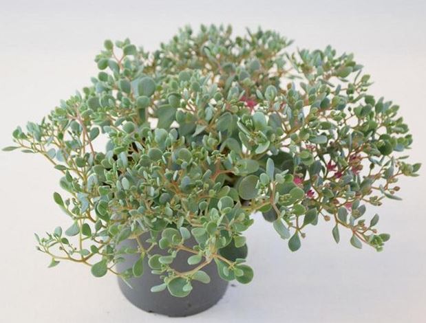 Bild på Sedum Cauticolum D12 X 10 Mariestad