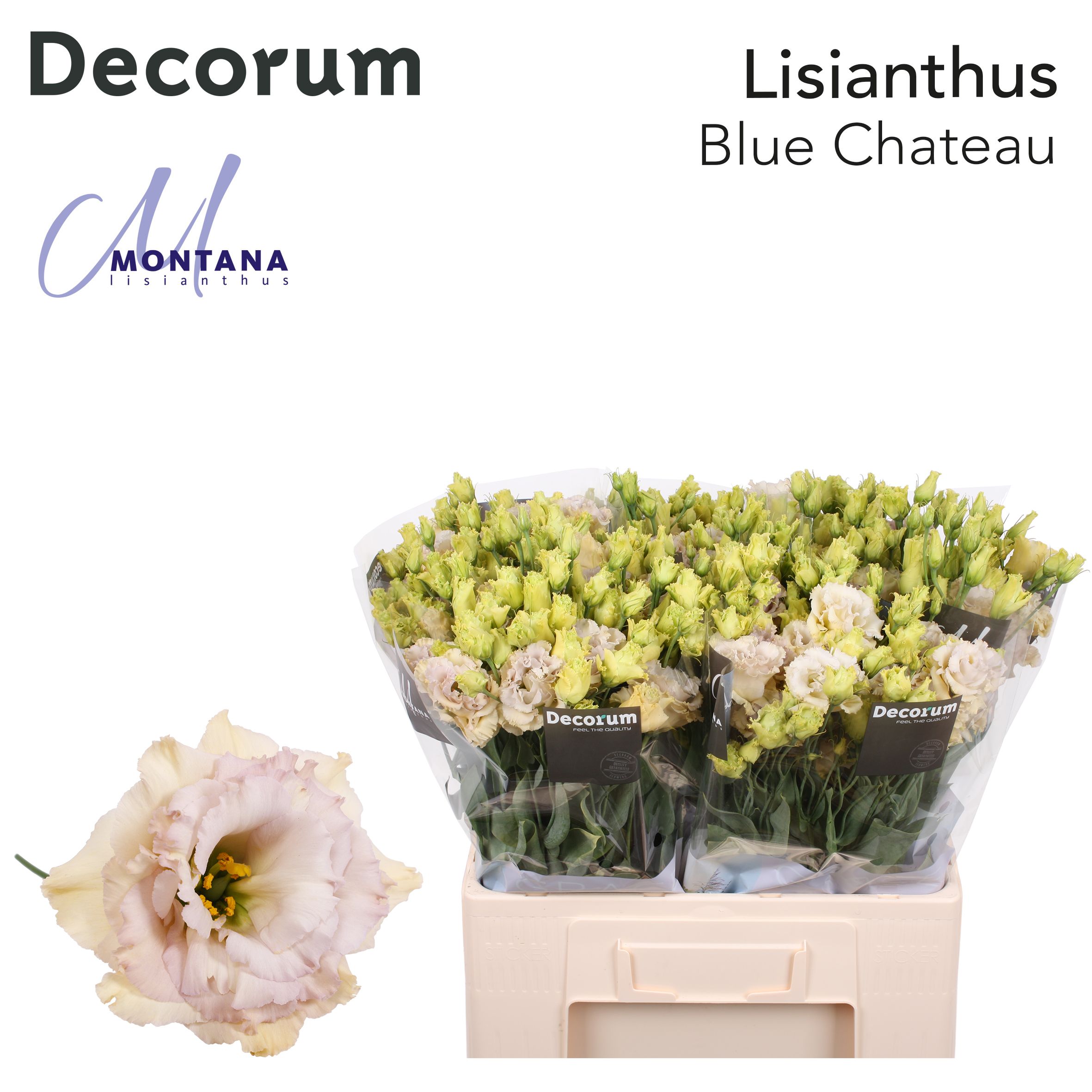 Bild på Lisianthus Dubbel Blue Chateau